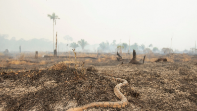 La deforestación se acelera en Brasil ante la indolencia de Bolsonaro