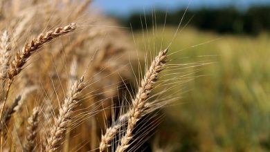 Exportaciones de trigo ruso se han triplicado