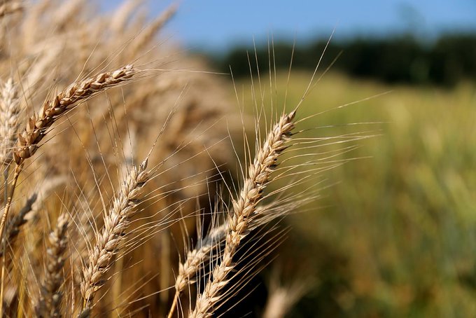 Exportaciones de trigo ruso se han triplicado