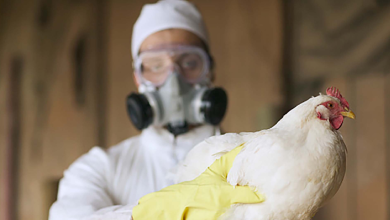 Cuba mantiene estatus como país libre de gripe aviar