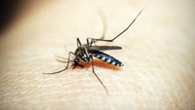 Aumentan casos de dengue y chikungunya en Argentina