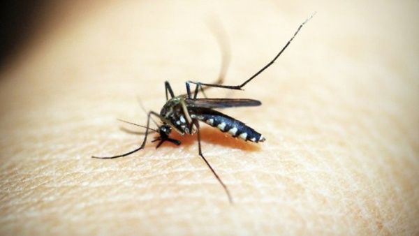 Aumentan casos de dengue y chikungunya en Argentina