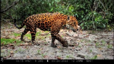 Guardianes de China y América Latina protegen a animales en peligro de extinción a través de la tecnología