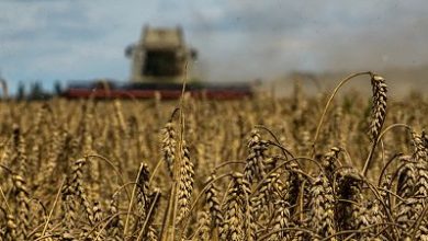 Rusia: Fin del acuerdo de granos no ha afectado la seguridad alimentaria