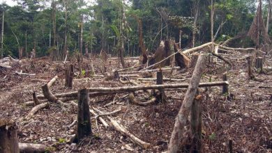 Pueblos de Amazonia brasileña