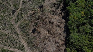 La deforestación avanza en la Amazonía