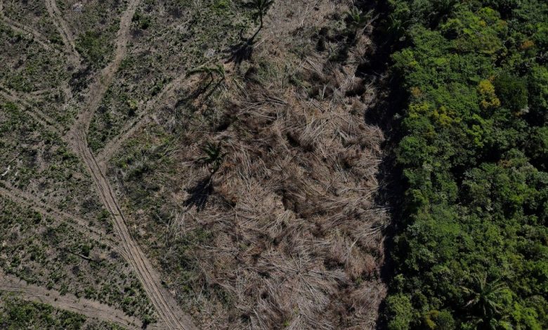 La deforestación avanza en la Amazonía