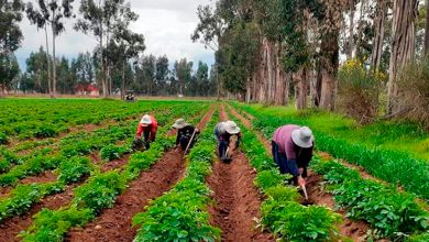 Agro Perú