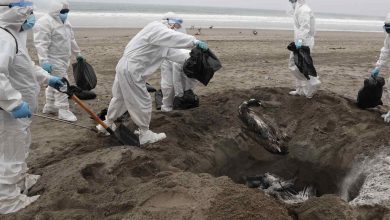 Perú en alerta sanitaria ante casos de influenza aviar