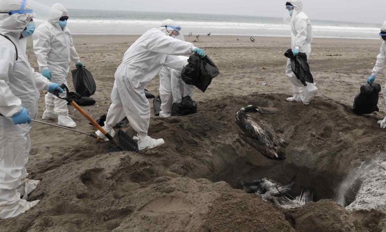 Perú en alerta sanitaria ante casos de influenza aviar