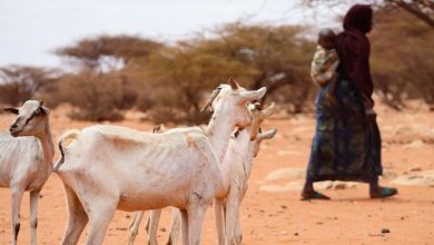 Catastrófica situación en Somalia