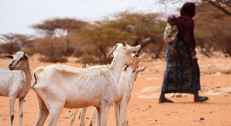 Catastrófica situación en Somalia