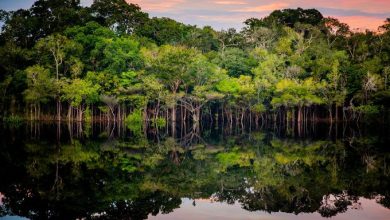 Deforestación en Amazonía brasileña desciende un 61 % en enero