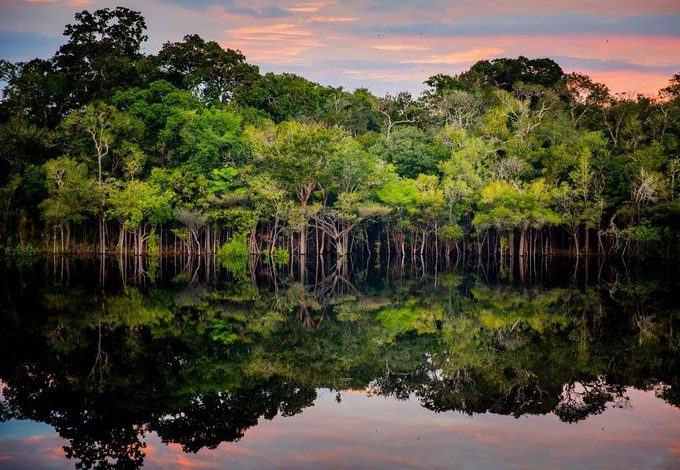 Deforestación en Amazonía brasileña desciende un 61 % en enero