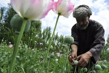 Producción de Opio afgano