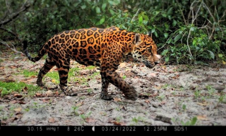 Guardianes de China y América Latina protegen a animales en peligro de extinción a través de la tecnología