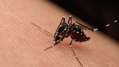 Se incrementó el dengue en el continente americano
