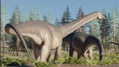 Hallan fósil de uno de los últimos dinosaurio de cuello largo en Argentina