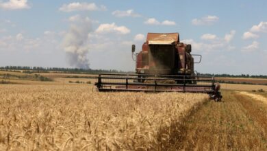 Rusia ha enviado 200.000 toneladas de grano gratis a 6 países africanos