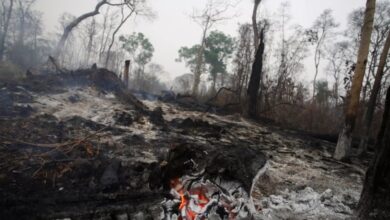 Bolivia logra reducir incendios forestales
