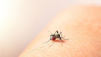 Emergencia sanitaria en Colombia por brote de Fiebre Amarilla