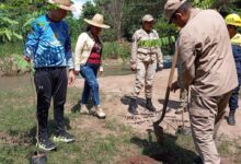 Recuperación ecosistemas de la Sierra de Perijá avanza con jornada de reforestación