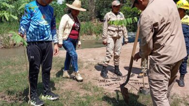 Recuperación ecosistemas de la Sierra de Perijá avanza con jornada de reforestación