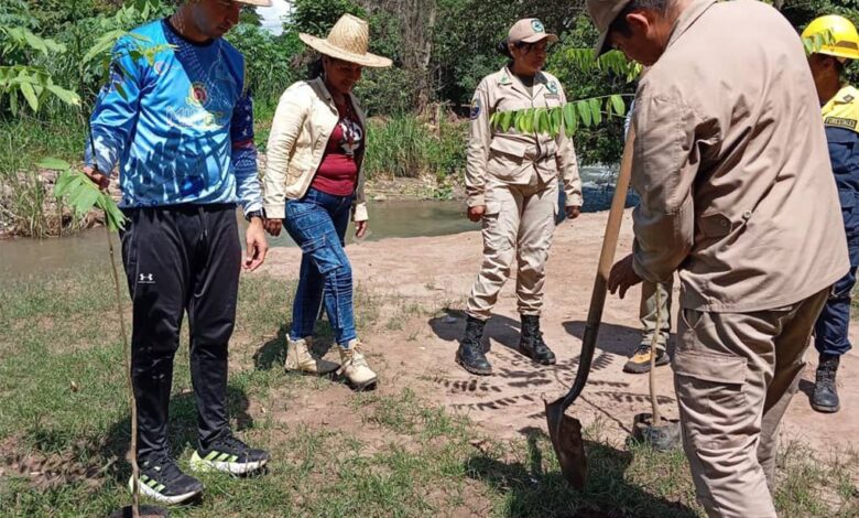 Recuperación ecosistemas de la Sierra de Perijá avanza con jornada de reforestación