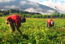 Gobierno Bolivariano impulsará Gran Misión AgroVenezuela