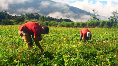Gobierno Bolivariano impulsará Gran Misión AgroVenezuela
