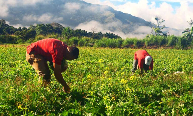 Gobierno Bolivariano impulsará Gran Misión AgroVenezuela