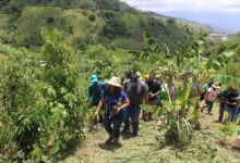 La Gran Misión Madre Tierra reforestó más de 135 hectáreas en tierras venezolanas