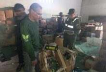 Decomisan Musgo y Barba de Palo que pretendían comercializar en época navideña