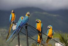 Inicia campaña formativa en protección de la fauna silvestre en Venezuela