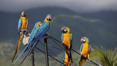 Inicia campaña formativa en protección de la fauna silvestre en Venezuela