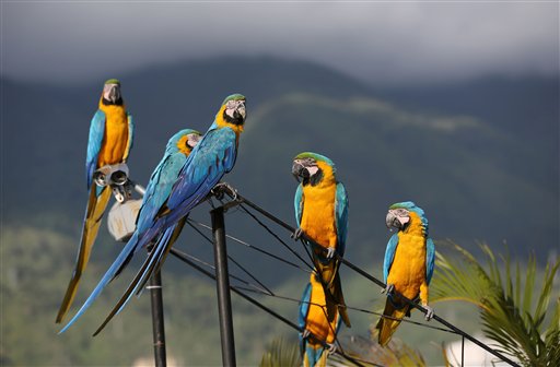 Inicia campaña formativa en protección de la fauna silvestre en Venezuela