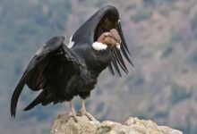 Nacimiento del Cóndor Andino en Mérida tras 22 años: una esperanza de conservación