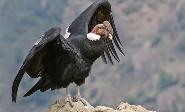 Nacimiento del Cóndor Andino en Mérida tras 22 años: una esperanza de conservación