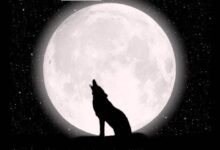 Imperdible/ El 2026 inicia con el brillo de la Superluna del Lobo