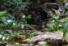 Activados en Venezuela más de 150 Comités de Cuencas Hidrográficas