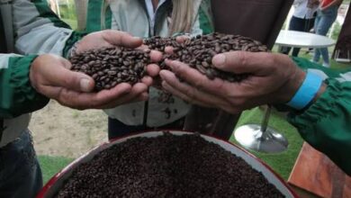 V Encuentro Internacional de Cafés de Especialidad Venezolano inicia recepción de lotes