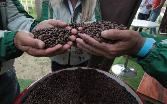 V Encuentro Internacional de Cafés de Especialidad Venezolano inicia recepción de lotes