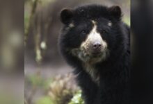 Gobierno Bolivariano ampliará el Parque Nacional Terepaima para resguardar la biodiversidad