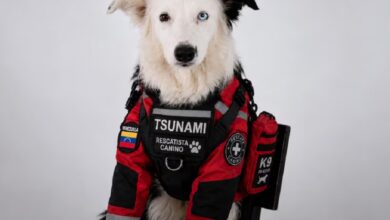 Tsunami: un guía de cuatro patas para salvar vidas tras los terremotos en Venezuela