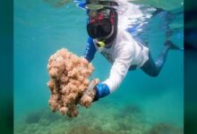 Venezuela y FAO trabajan para frenar avance de coral invasor que afecta al mar Caribe