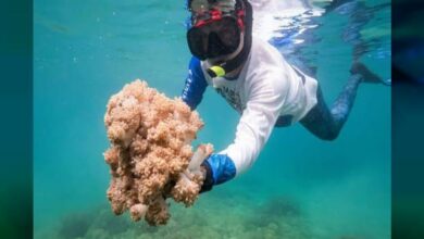 Venezuela y FAO trabajan para frenar avance de coral invasor que afecta al mar Caribe