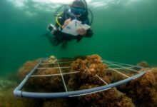 Gobierno venezolano y FAO presentan 7 métodos para erradicar al coral invasor de costas venezolanas