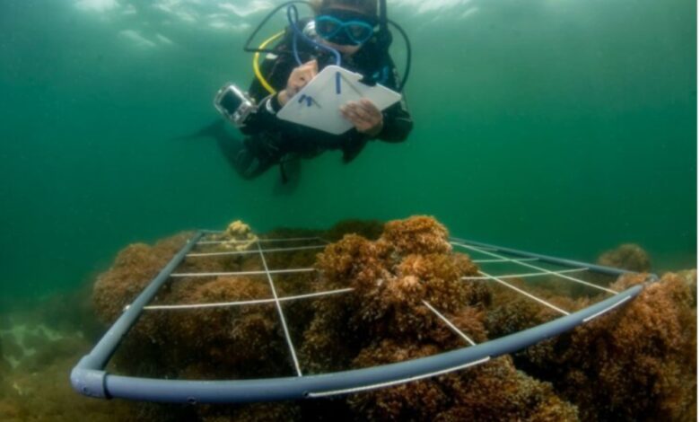 Gobierno venezolano y FAO presentan 7 métodos para erradicar al coral invasor de costas venezolanas