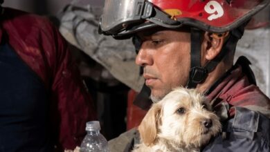 Misión Nevado rescató a 449 animales en zonas afectadas por el doble terremoto
