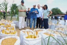 Jefa de Estado venezolana destaca el crecimiento histórico de la producción de arroz y maíz